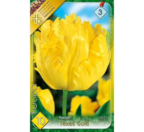 Tulipa Parrot -Texas Gold