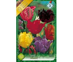 Tulipa Parrot - mixed