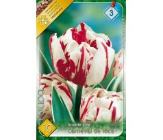 Tulipa Double late - Carneval de Nice