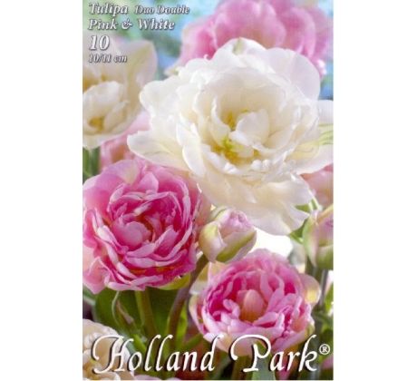 Tulipa Double late - Duo Pink & White