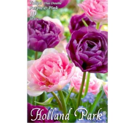 Tulipa Double late - Duo Purple & Pink