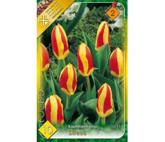Tulipa Kaufmanniana - Stresa