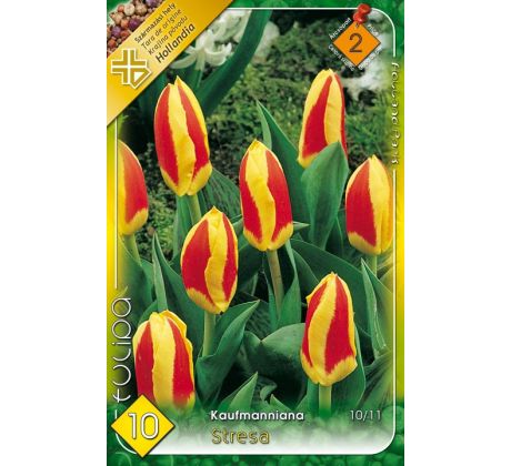 Tulipa Kaufmanniana - Stresa