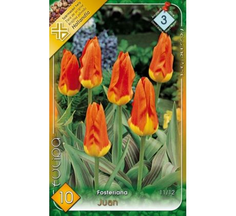 Tulipa Fosteriana - Juan