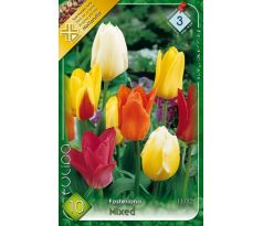 Tulipa Fosteriana - mixed