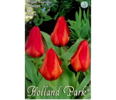 Tulipa Fosteriana - Princeps