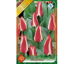 Tulipa Greigii - Pinocchio