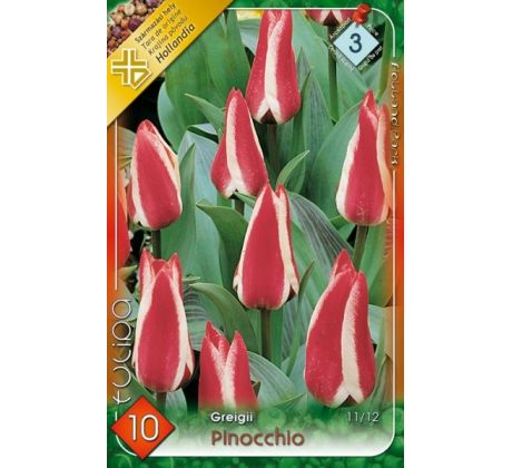 Tulipa Greigii - Pinocchio