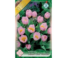 Tulipa Botanical - Bakeri Lilac Wonder