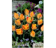 Tulipa Botanical - Batalinii Bronz Charme