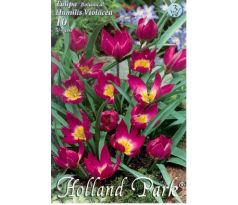 Tulipa Botanical - Humilis Violacea