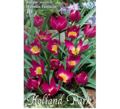 Tulipa Botanical - Humilis Violacea