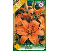 Asiatic lilium - orange-