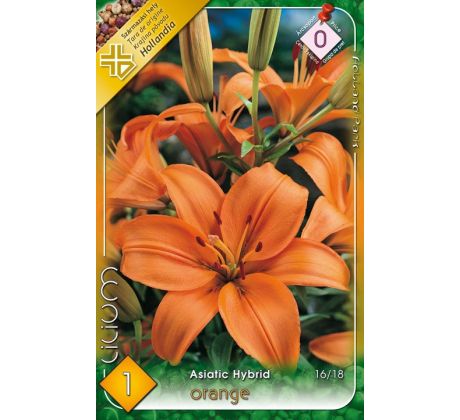 Asiatic lilium - orange-