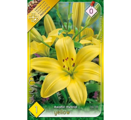 Asiatic lilium - yellow