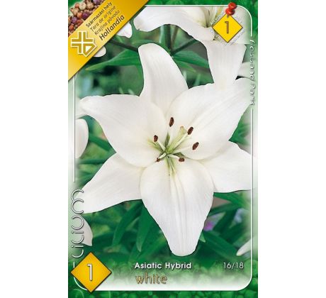 Asiatic lilium- white