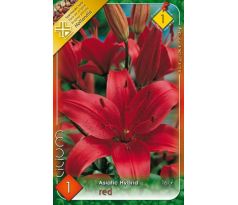 Asiatic lilium-  red