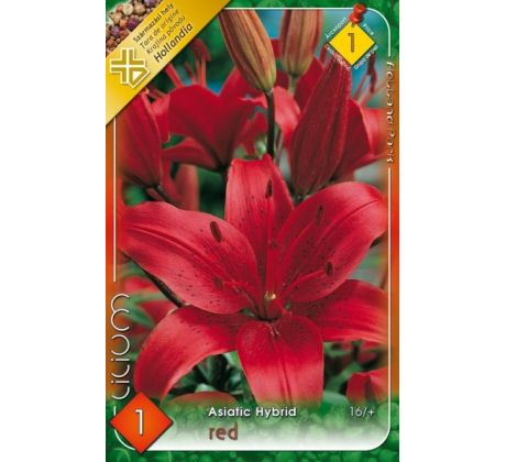 Asiatic lilium-  red