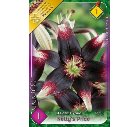 L Lilium - Netty´s Pride