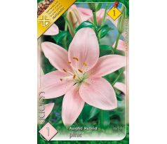 asiatic lilium -  pink