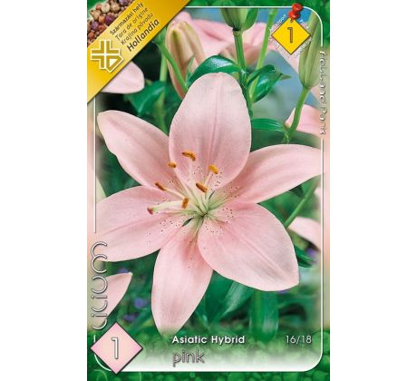 asiatic lilium -  pink