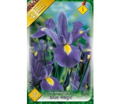 Iris hollandica - Blue Magic