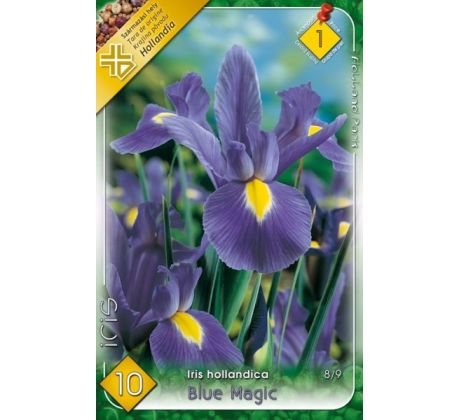 Iris hollandica - Blue Magic