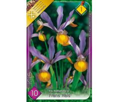 Iris hollandica - Frans Hals