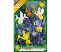 Iris hollandica - mixed