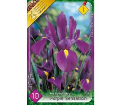 Iris hollandica - Purple Sensation