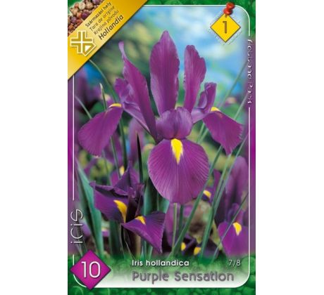 Iris hollandica - Purple Sensation