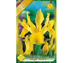 Iris hollandica - Royal Yellow