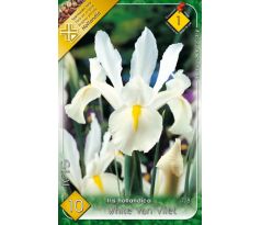 Iris hollandica - White van Vliet