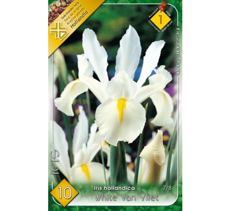 Iris hollandica - White van Vliet