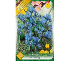 Iris - Reticulata harmony