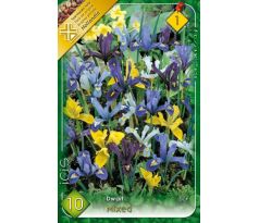 Iris - reticulata mixed