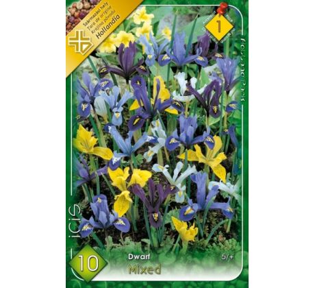 Iris - reticulata mixed