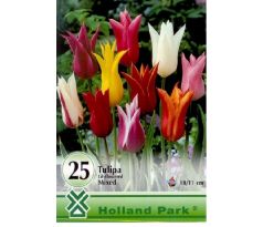 Tulipa lilyflowered mixed