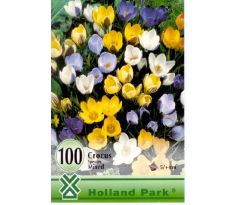 Crocus species mixed 100