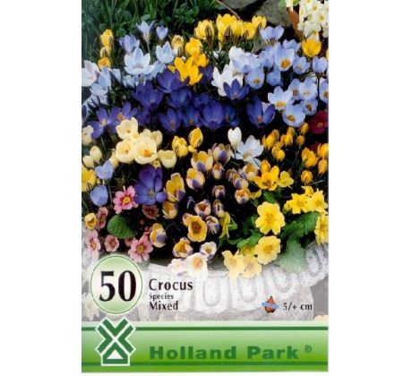 Crocus species mixed 50