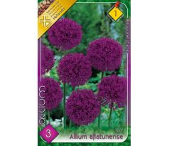 Allium Aflatunense
