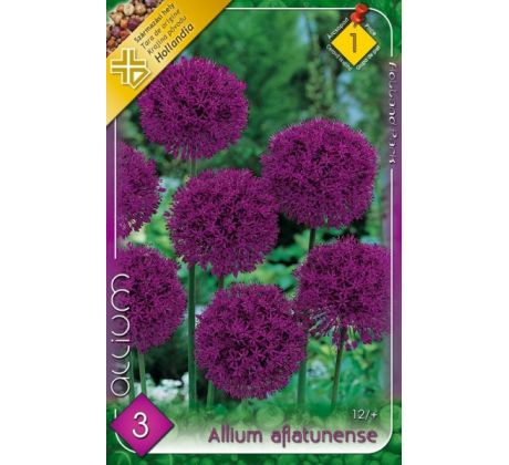 Allium Aflatunense