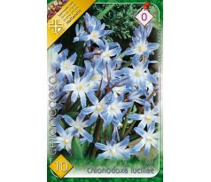 Chionodoxa Luciliae - Glory of the Snow