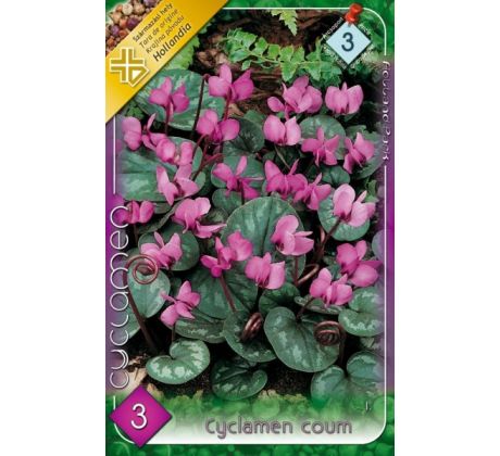 Cyclamen coum / 3ks v balení