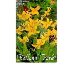 Erythronium Pagoda