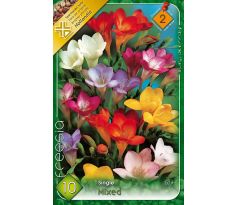 Freesia sigle mixed / 10ks v balení