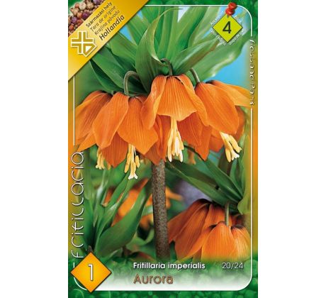 Fritillaria Imperialis - Aurora