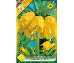 Fritillaria Imperialis - Maxima Lutea