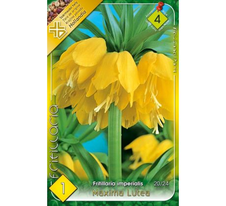 Fritillaria Imperialis - Maxima Lutea