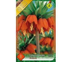 Fritillaria Imperialis - Rubra